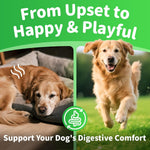 Pumpkin Probiotic Chews for Dogs — Gut Health & Upset Stomach Relief, 90ct
