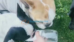 Portable Pet Water Bottle — Fresh Water for On-the-Go Walks